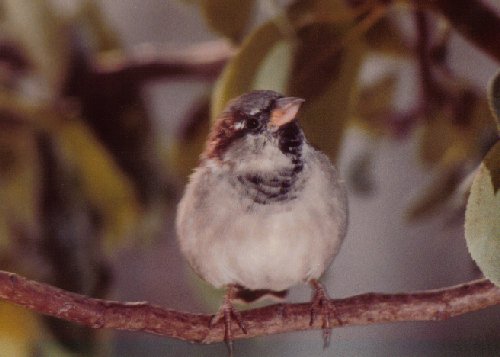 Immature male house sparrow